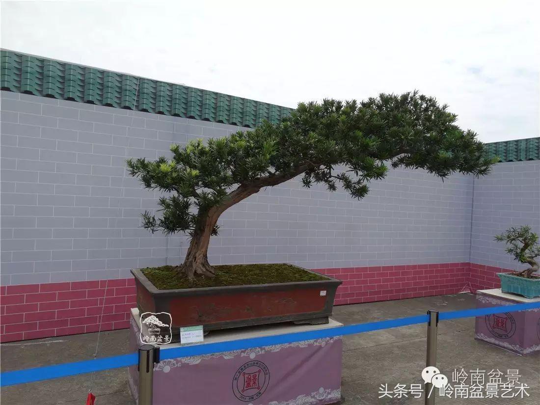 招财好运盆景,罗汉松开运招财