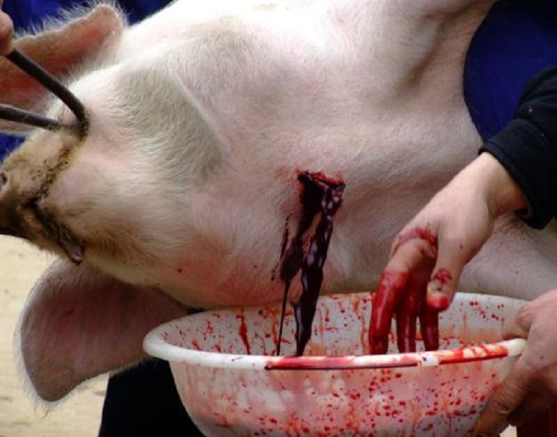 猪的屠宰与安全标准,猪屠宰过程检疫