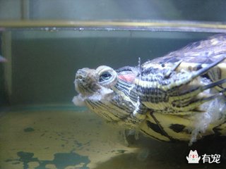 乌龟生病了怎么办?最全面的疾病治疗方法快快看看救小龟一命!