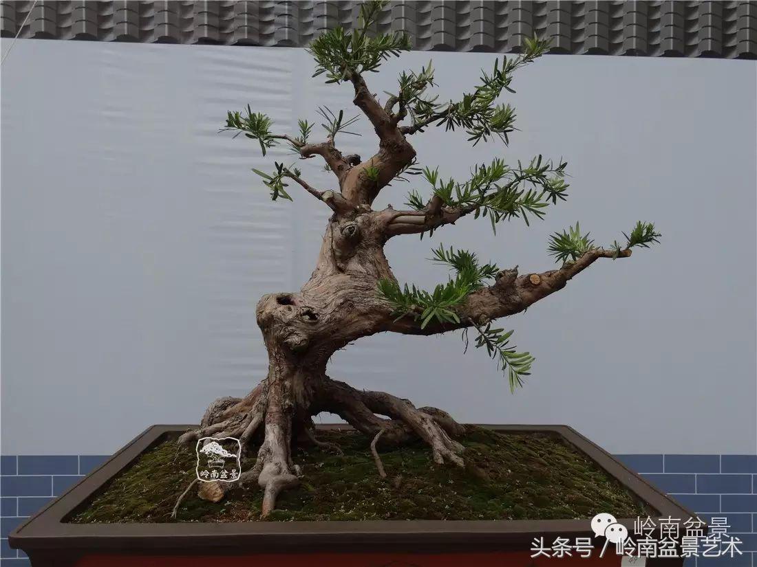 招财好运盆景,罗汉松开运招财