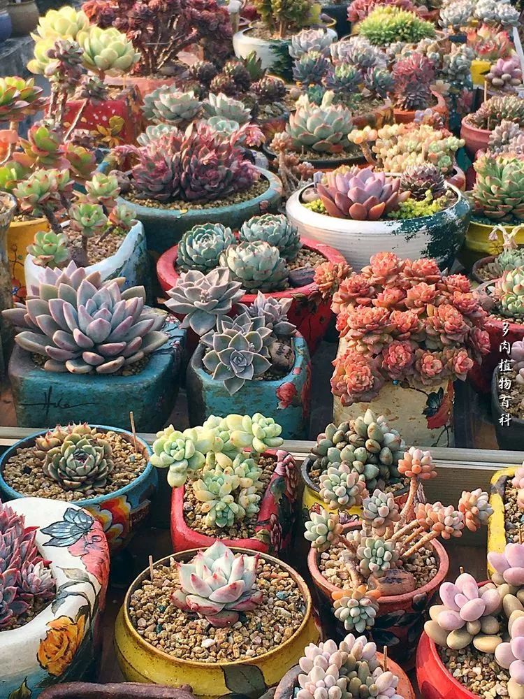 视觉盛宴美不胜收美图,视觉盛宴每个画面都美极了