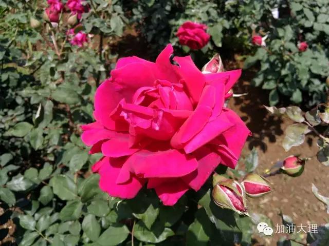 云南大理的玫瑰花海,大理的花海开了吗