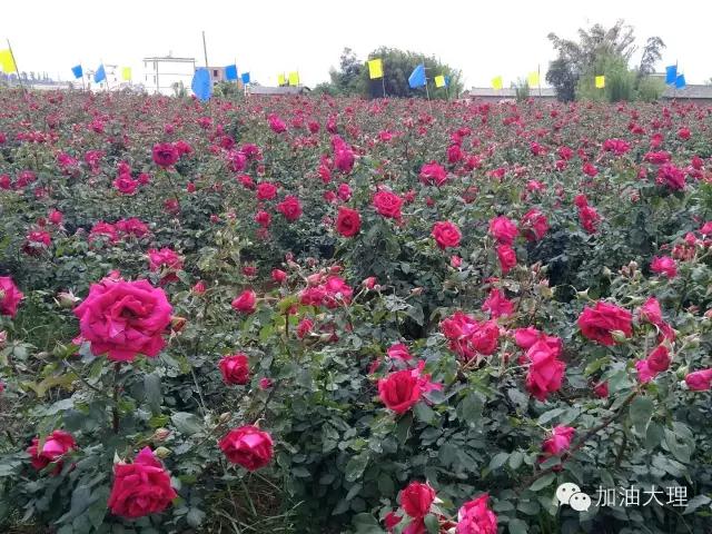 云南大理的玫瑰花海,大理的花海开了吗