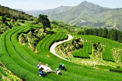 深度解密日本茶,日本茶入门