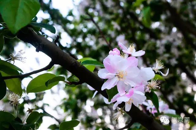 如果有人说“望京什么破地儿?”就把这条微信甩给他