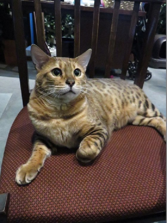 令人不禁着迷的豹纹魅力！日本首间“豹猫咖啡厅”人气开张