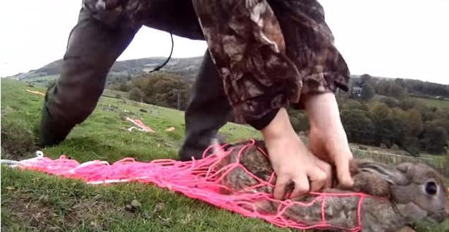 农场野兔,农场野兔泛滥