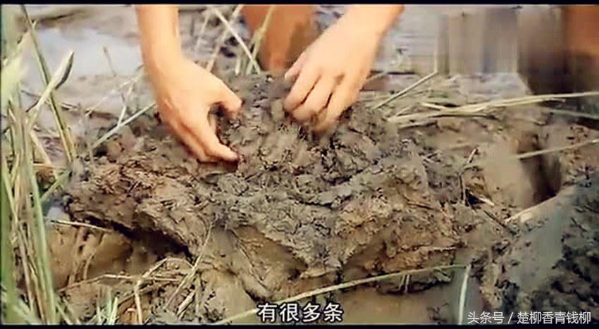 泥土里野生的美味,泥地里的野生美味