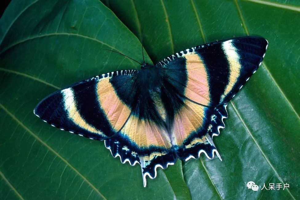 如何分辨蛾子的幼虫和蝴蝶的幼虫,蛾子和蝴蝶哪个身体纤细体毛少