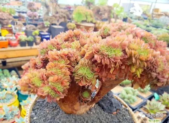 韩国大棚多肉视频,韩国原装进口多肉大棚