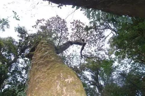 千年古银杏树腾冲界头,千年银杏树王的图片