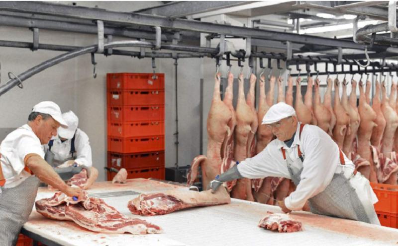 猪的屠宰与安全标准,猪屠宰过程检疫