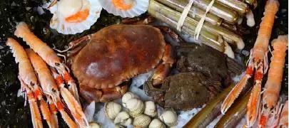 海鳌虾极品刺身,新西兰最好吃的海鳌虾