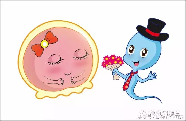 「助你好孕」如何培育优秀的卵子