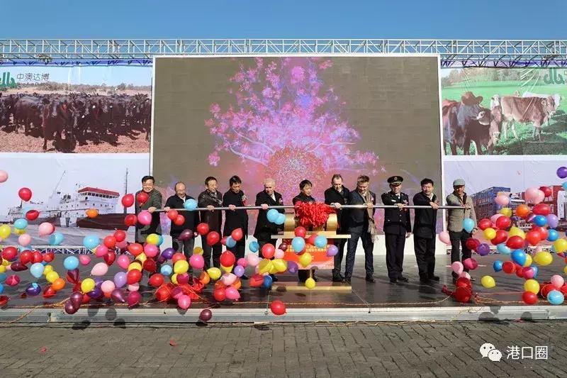 首批肉牛抵达浙江,第一批澳洲种牛入境