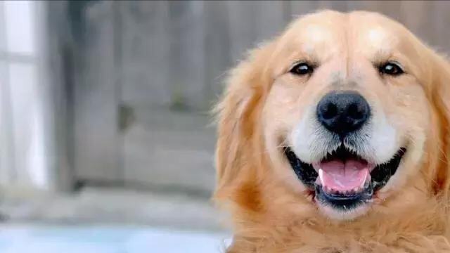 原来狗狗也会哭泣,狗狗怎么会掉牙