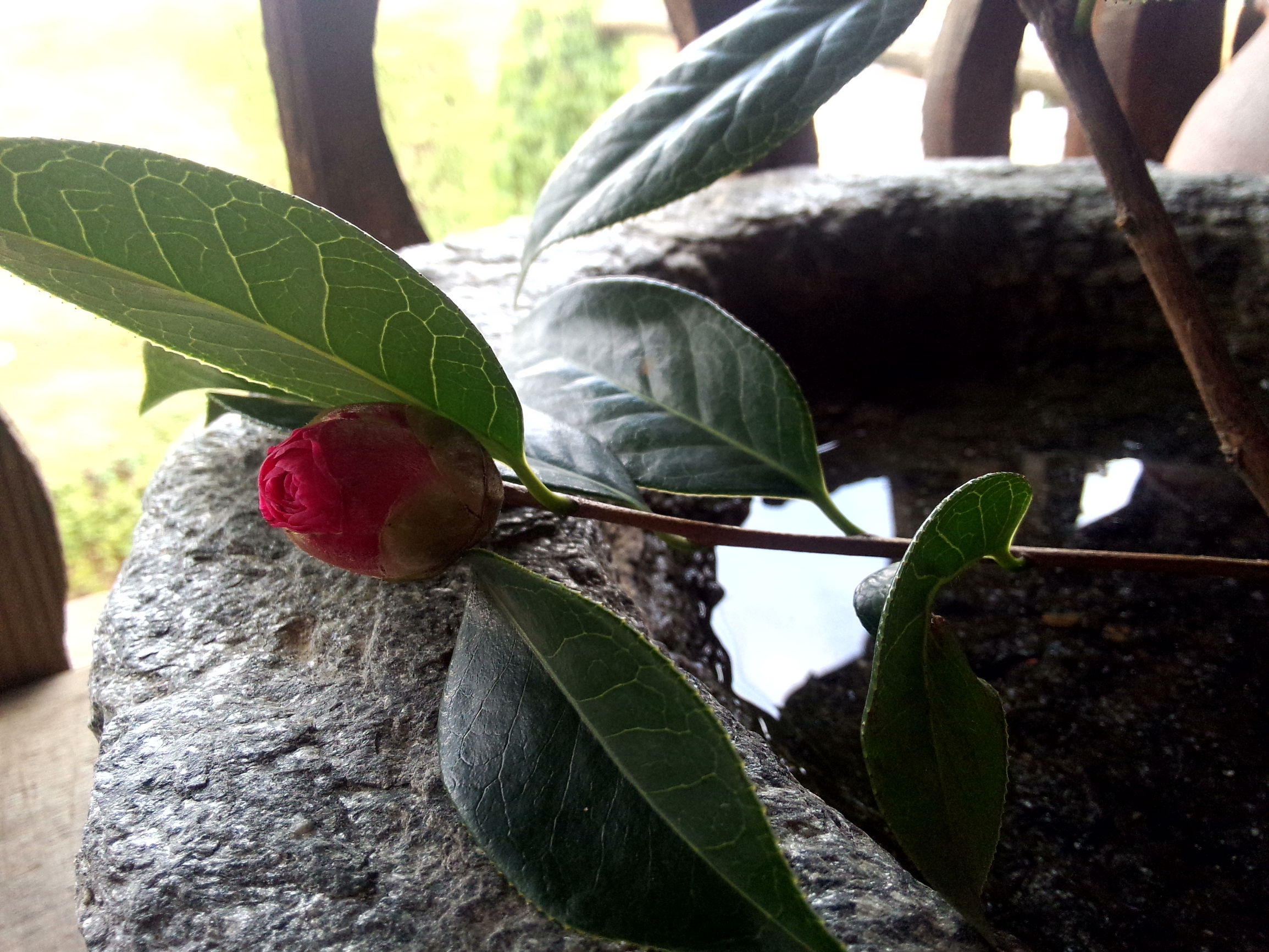 因为爱情,让旅途中的他们留在了大理