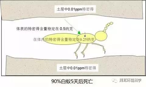 门框被白蚁蛀了怎么处理,防白蚁处理是在装修的哪个步骤