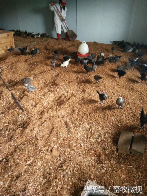 10平方养鸡的发酵床需多少斤稻壳,建400平米养鸡发酵床需要多少钱