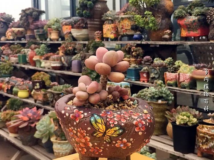 视觉盛宴美不胜收美图,视觉盛宴每个画面都美极了