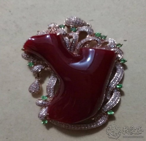 什么样的珊瑚是最好的,最好看的十种珊瑚