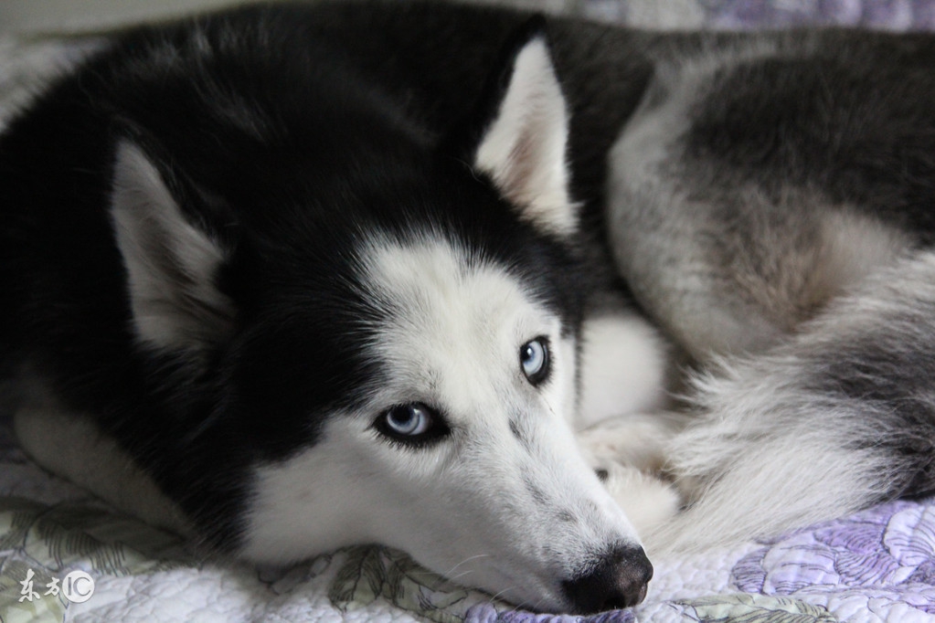 揭秘哈士奇不值钱3大谎言