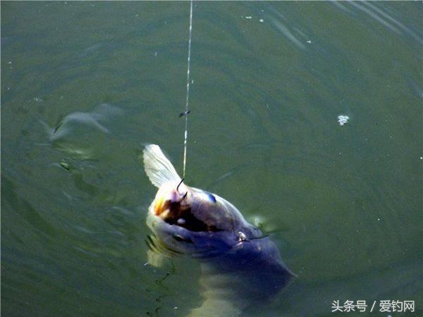 鲫鱼饵料哪个最好,各品牌鲫鱼饵料可以搭配使用吗