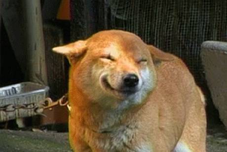 狗狗露牙齿是真的在笑吗,狗狗露肚皮有什么预兆