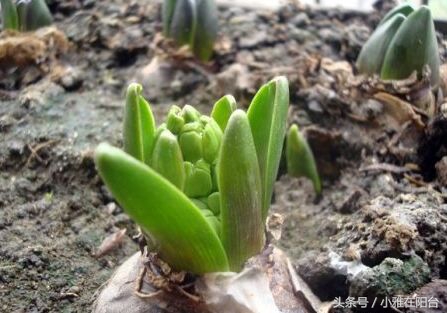 风信子开完花后怎么处理,风信子开完花后该怎么养