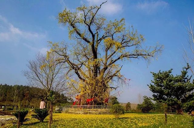 亲子推荐│蝶梦山丘—让蝶入梦、与蝶共舞