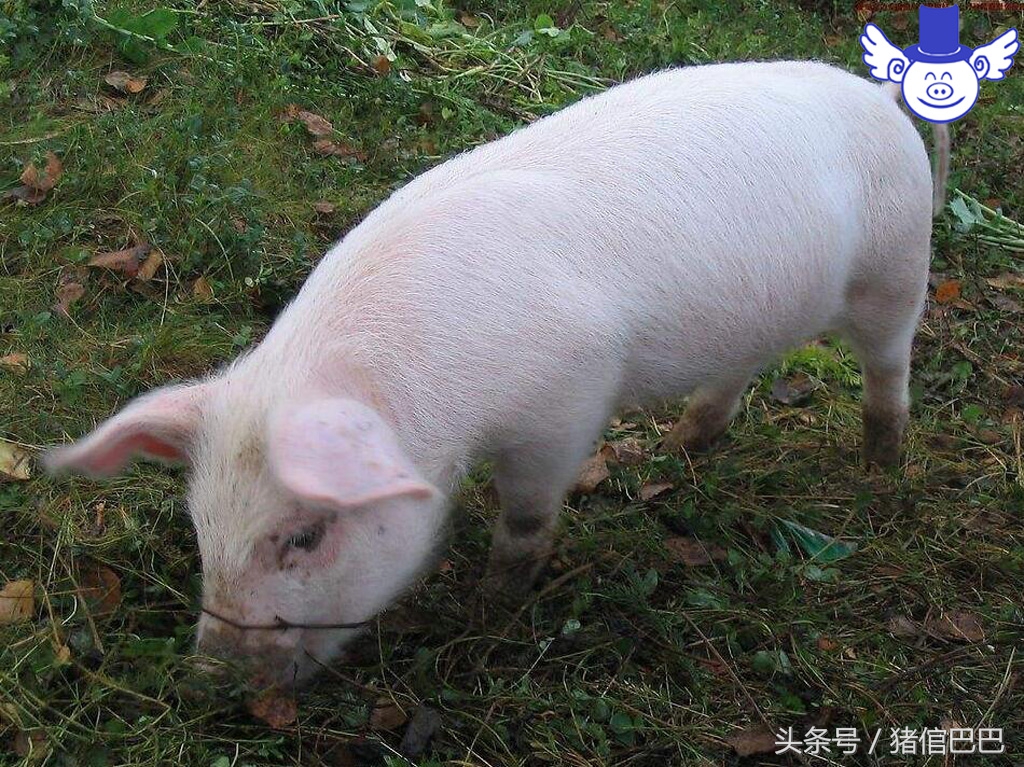 猪异食癖有可能是什么病,猪异食是怎么回事