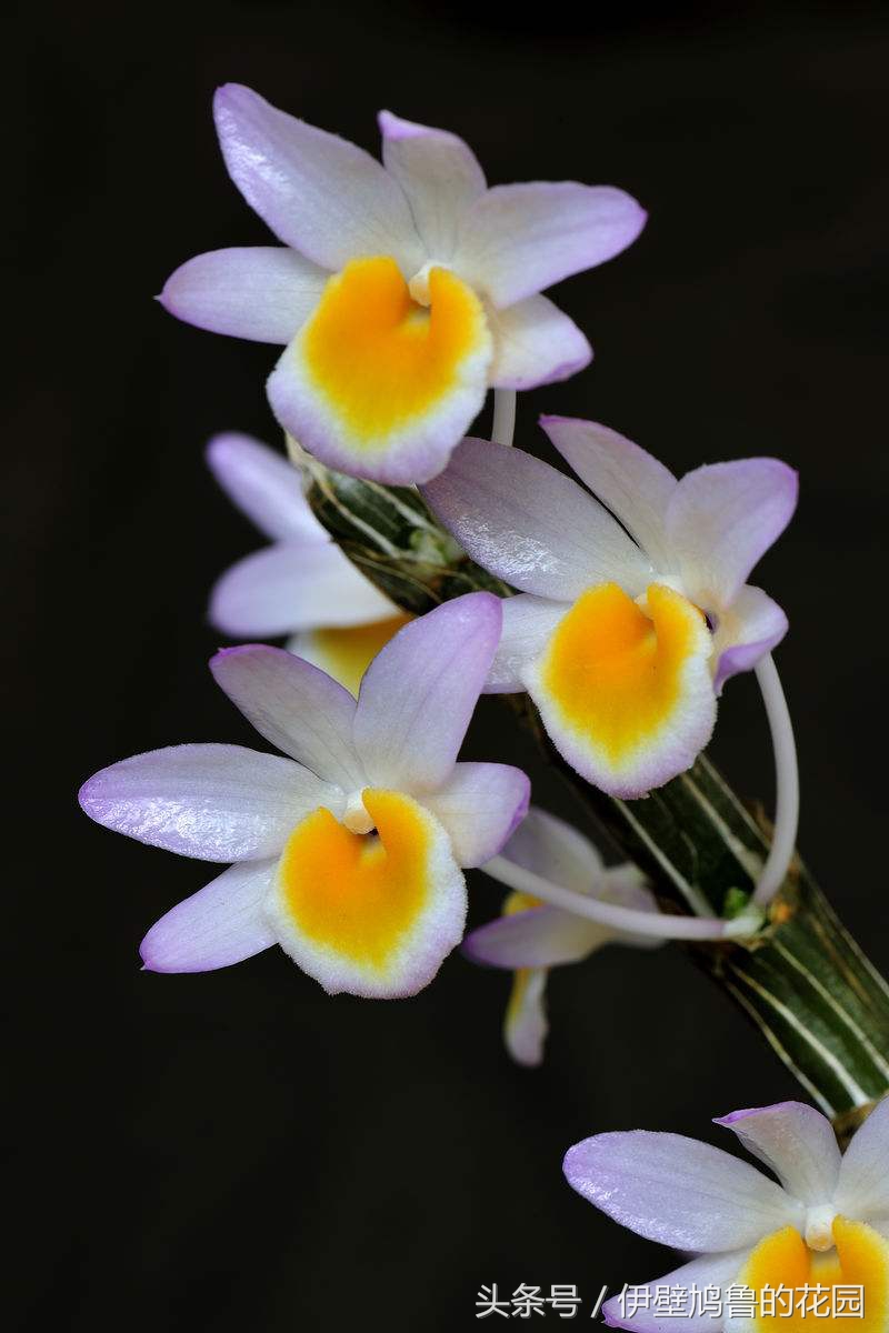 hello,植物：01.玫瑰石斛：爱恋打开花蕾，去沐浴春日的明媚