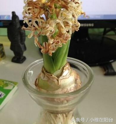 风信子开完花后怎么处理,风信子开完花后该怎么养