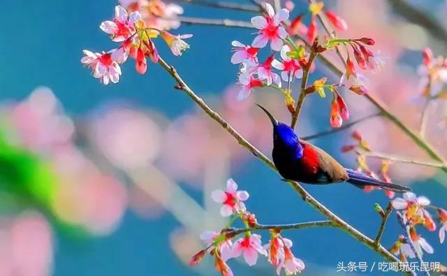 这两天德宏拽伤了，和全世界对话都是：我20度！