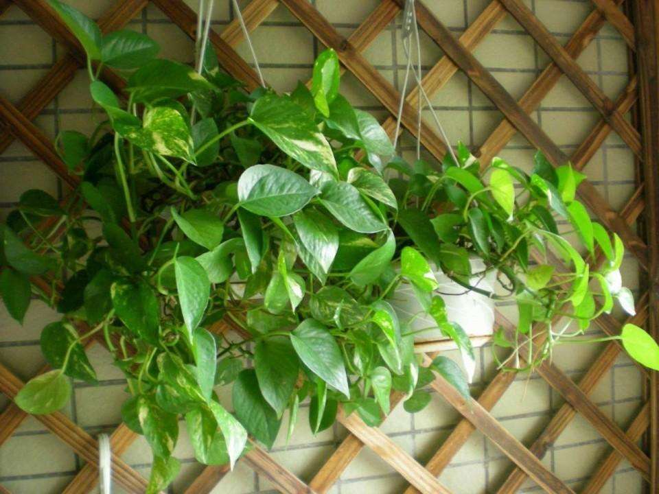 柚子皮可以有效的清除甲醛吗,柚子皮除甲醛的正确方法