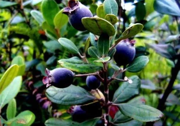 黑发最有效的中草药,黑发效果最好草药