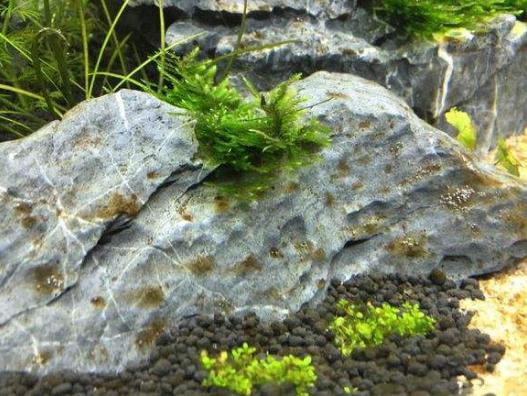 草缸怎么避免长藻,长藻怎么处理最好