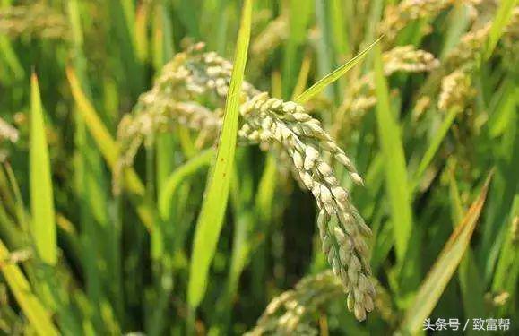 过去免费的致富的好商机,过去免费热门的致富点子