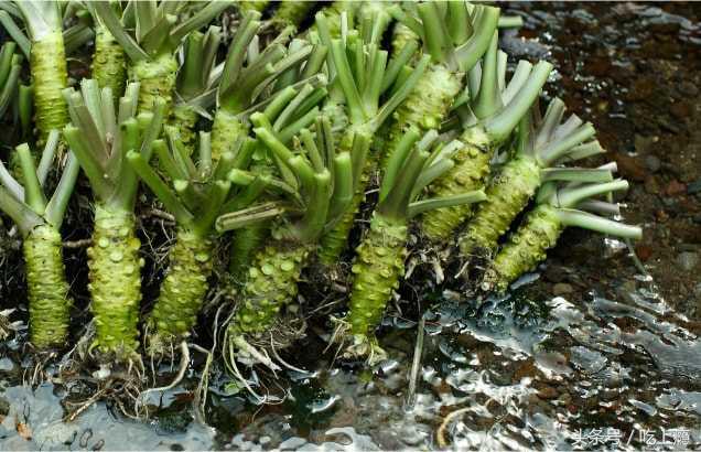 辣根山葵芥末,山葵芥末和辣根一样吗