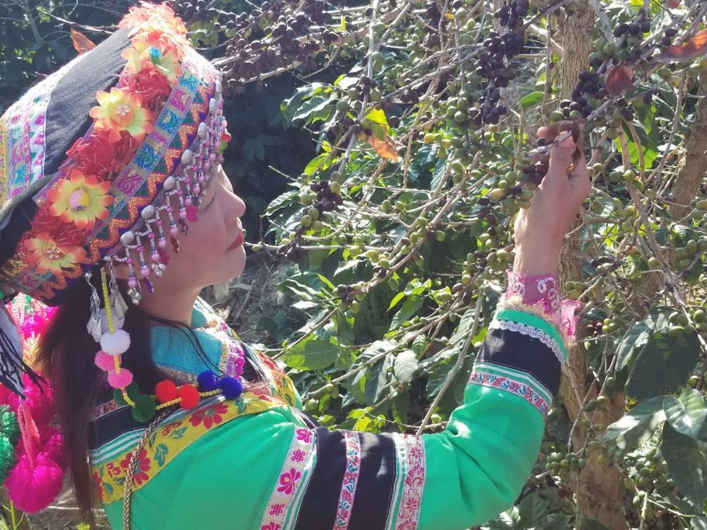 去云南适合买什么茶,云南最有名的咖啡在哪里