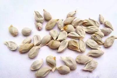 网传吃香椿中毒死亡是真的吗,吃下橘子籽有什么后果