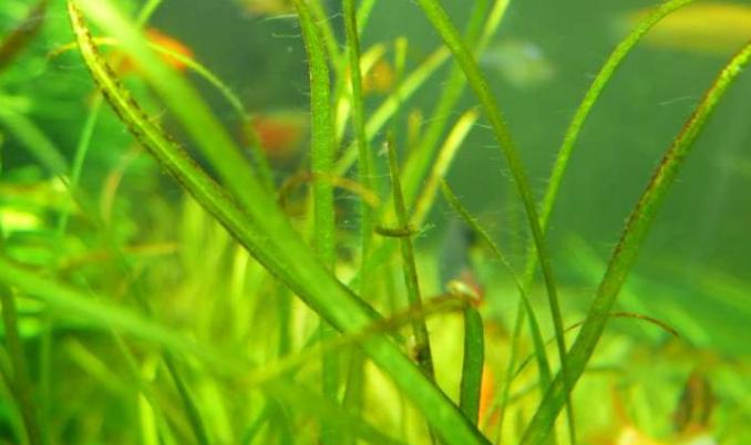 草缸怎么避免长藻,长黑毛藻的水草泥怎么处理