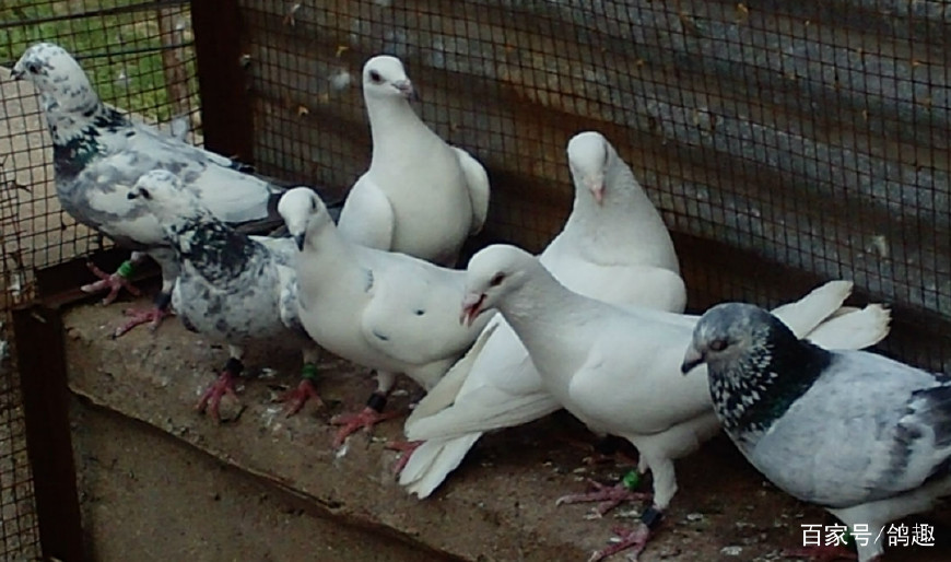 十天的鸽子母鸽突然不喂了怎么办,鸽不消化吃什么药