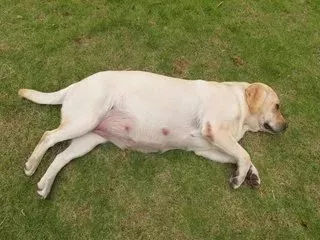 狗狗养护知识大全集,日常护理狗狗皮肤不瘙痒