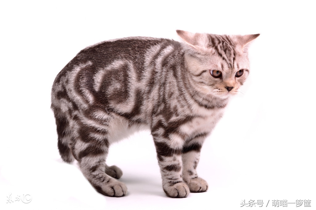 训练猫咪有用吗,训练猫咪时猫咪只知道玩