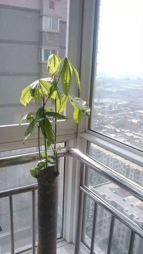 发财树死了怎么救活,快死的发财树如何救活