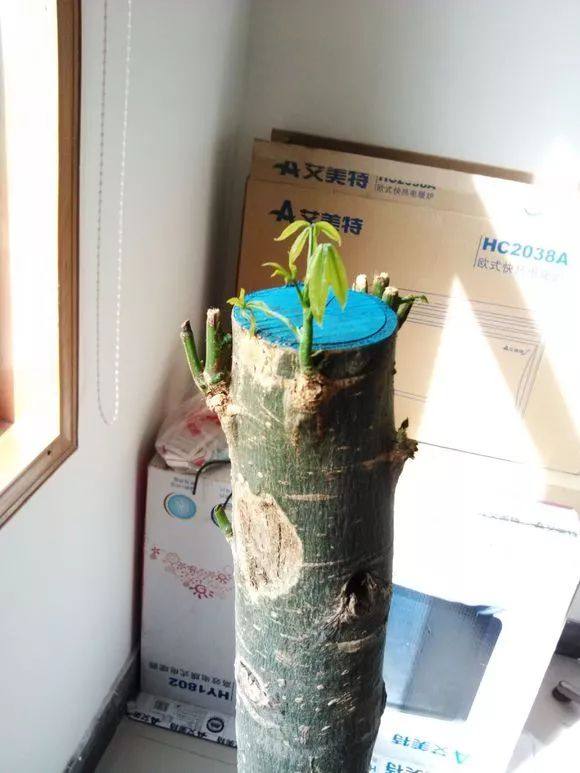 发财树死了怎么救活,快死的发财树如何救活