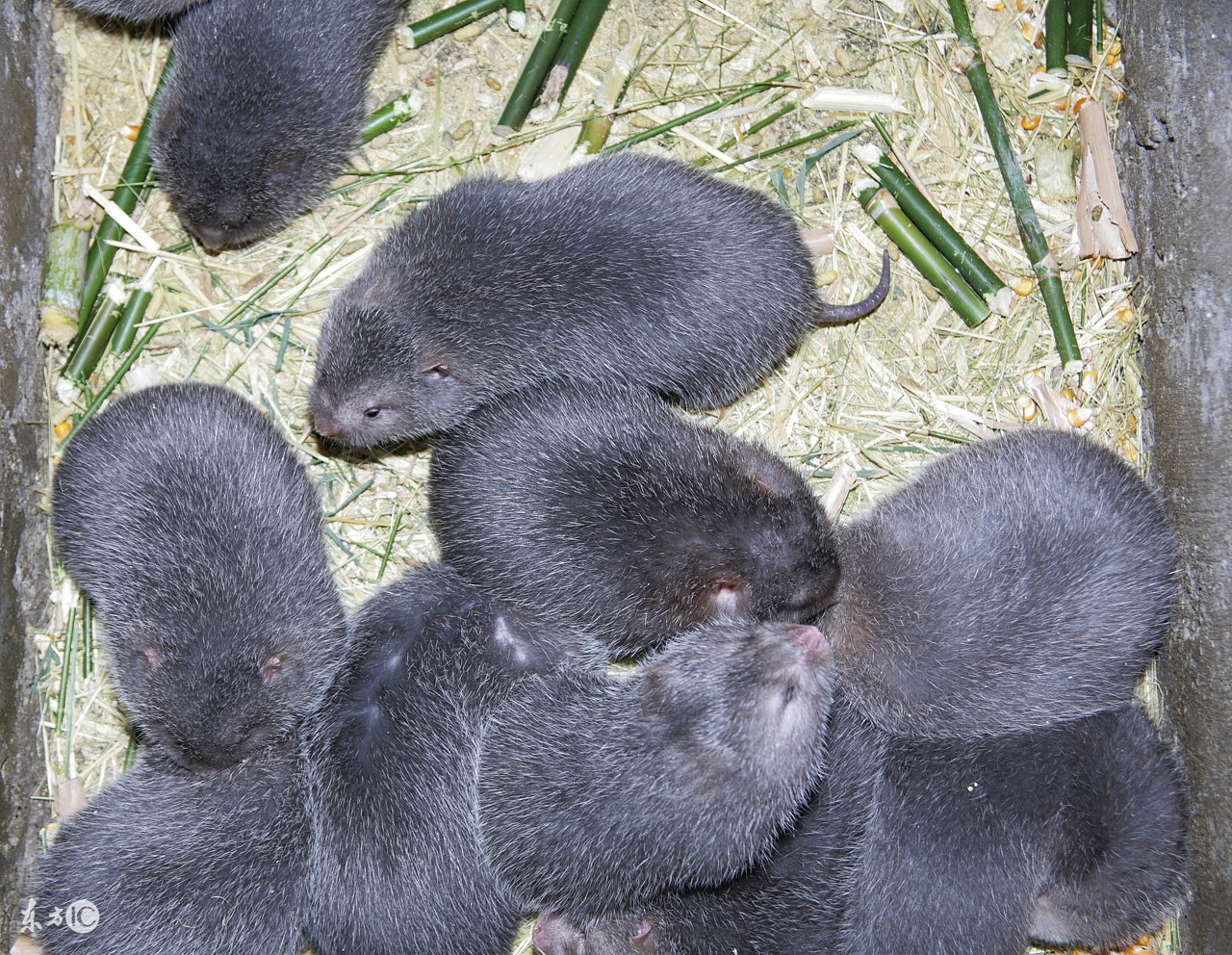 养竹鼠一年能收入多少,养殖竹鼠一年可以赚多少