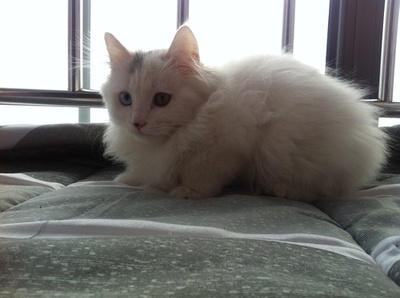 猫传腹腹水怎么吸收,猫腹水治好要多少钱