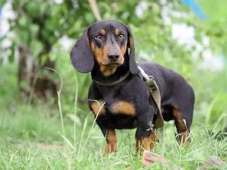 白天当宠物晚上捉老鼠,适合看家抓老鼠的狗